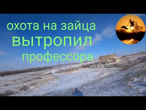 Видео: охота на зайца. открытие сезона