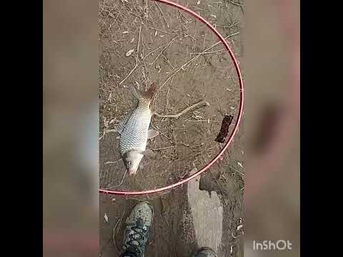 Видео: Закрытие фидерного сезона 2025гр.Раздольная ( суйфун). 19.10.25г