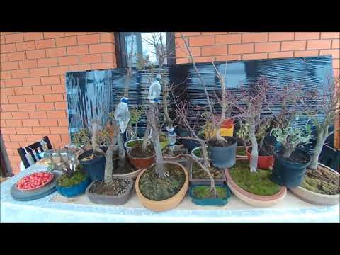 Видео: Зимовка бонсай  варианты зима 2020 помещение часть 1