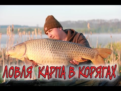 Видео: Ловля карпа в корягах. Рекордный карп!!!