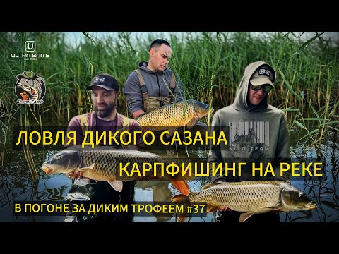 Видео: Ловля дикого сазана. Карпфишинг на реке. В погоне за диким трофеем #37