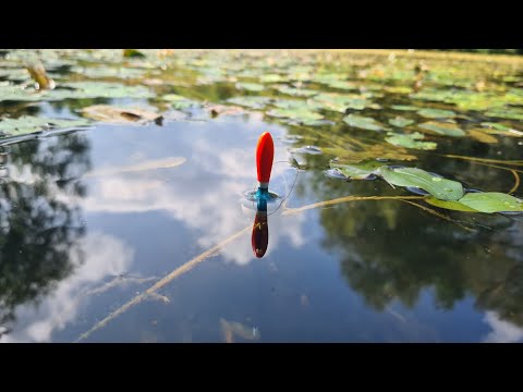 Видео: За Осіннім Лином. Рибалка у Вікнах На Поплавок