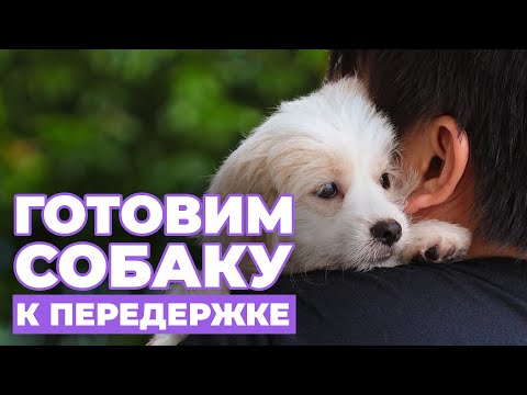 Видео: Как ПОДГОТОВИТЬ собаку к ПЕРЕДЕРЖКЕ или как адаптировать себя и собаку к разлуке