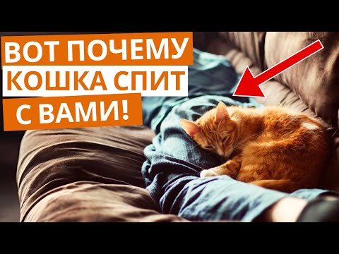 Видео: Почему кошка спит с вами? Ответ вас удивит!