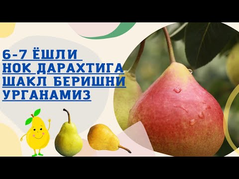 Видео: Нок дарахтига шакл бериш...
