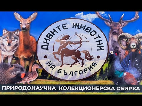 Видео: Дивите животни на България