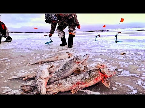 Видео: СУРОВАЯ РЫБАЛКА!! ПОПАЛ В МЕТЕЛЬ!!!СКОЛЬКО ЖЕ ТАМ ЩУК !!! ПЕРВЫЙ ЛЁД  ЗАПОЛЯРНАЯ РЫБАЛКА!!!