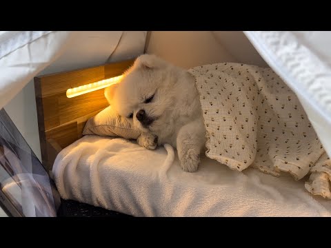 Видео: Щенок наслаждается, как человек в палатке