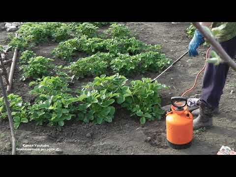 Видео: ОБРАБОТКА КЛУБНИКИ ФИТОВЕРМОМ ДО ЦВЕТЕНИЯ