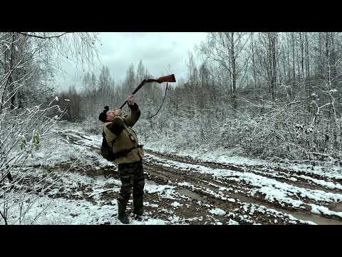 Видео: Охота с Русской пегой  24 10 2023 год