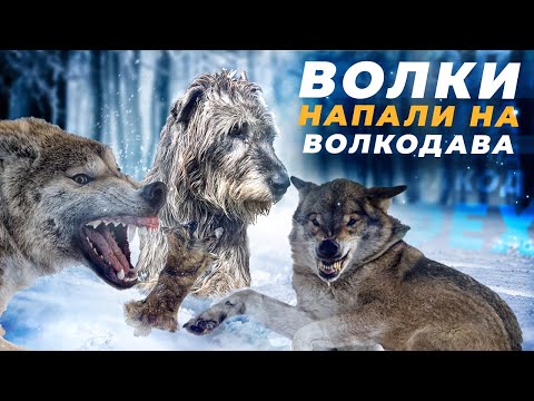 Видео: Волки напали на Ирландского волкодава Феху