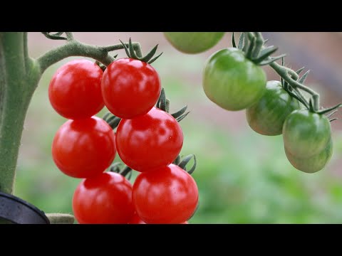 Видео: Самое главное для лучшего помидора! Многие совершают одну и ту же ошибку!