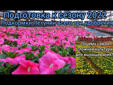 Видео: Мой способ подкормки Петунии от А до Я. ОЧЕНЬ ЛЕГКО и ПРОСТО/ Тагетисы самая сложная культура/ Всем🙌