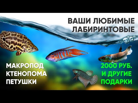 Видео: Лабиринтовые аквариумные рыбки. Ктенопома. Петушки. Макропод
