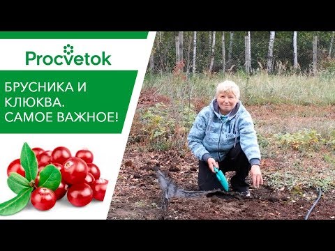 Видео: Клюква и брусника на вашем участке! Посадка, уход, рецепты.