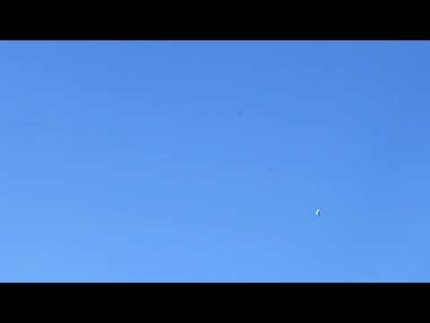 Видео: Ижевские голуби. Полёты 14.07.24