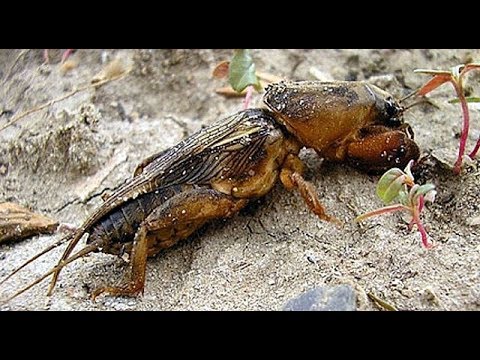 Видео: Борьба с Медведкой.Ловушка для Медведки.