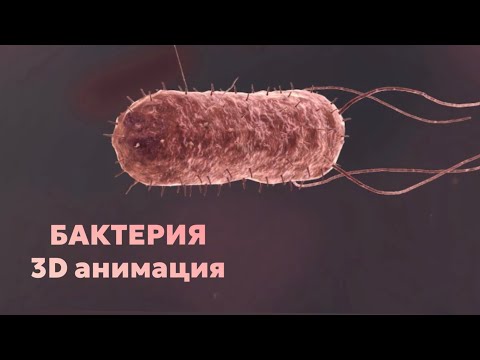 Видео: БАКТЕРИЯ ҚҰРЛЫСЫ | Бактерия