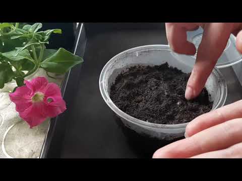 Видео: Посев лаванды без стратификации. От посева до всходов 4 дня!