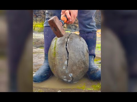 Видео: Раскрывая доисторические тайны: невероятные находки ископаемых, в которые вы не поверите!