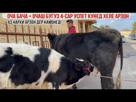 Видео: ОЧА БАЧА+ОЧАШ БУҒУЗ 4-САР УСПЕТ КУНЕД ХЕЛЕ АРЗОН 5 ноября 2025 г.