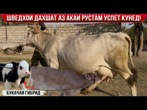 Видео: МОЛҲОИ АКАИ РУСТАМ УСПЕТ КУНЕД МОЛҲОИ ЭЛИТА 14 ноября 2025 г.