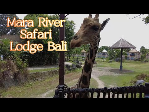 Видео: Сафари отель на Бали. Mara River Safari Lodge Bali