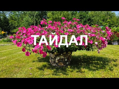 Видео: Прищипывать петунию Тайдал или нет? Самая большая петуния в мире ТАЙДАЛ (Tidal Wave)!