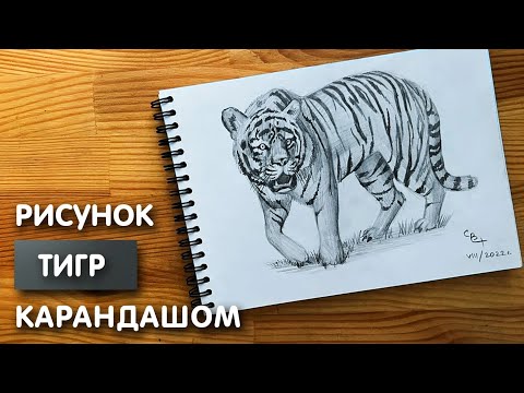 Видео: Как нарисовать тигра карандашом | Рисунок для начинающих поэтапно