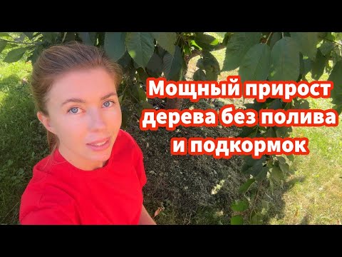 Видео: Как легко организовать приствольный круг дерева без перекопки, прополки и рыхления