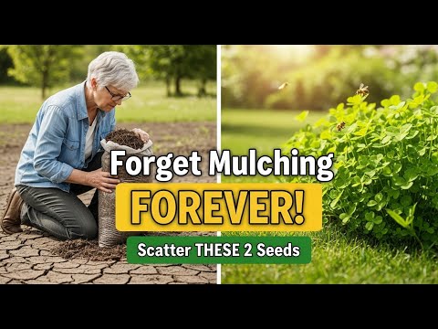 Видео: Забудьте о мульчировании НАВСЕГДА! Разбросайте ЭТИ 2 семени и наблюдайте, как ваш сад оживает!