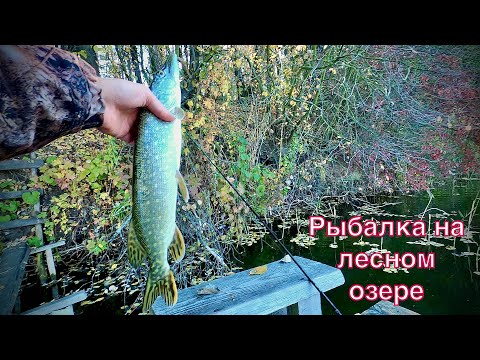 Видео: Алмазное озеро. Рыбалка 2021. Поиск рыбы на киевском озере. #fishing #окунь #щука