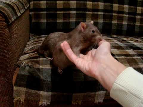 Видео: Крысы! Убытки за годы содержания