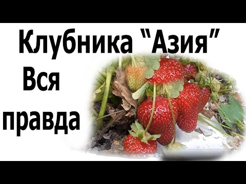 Видео: Клубника - сорт Азия. Честный обзор.