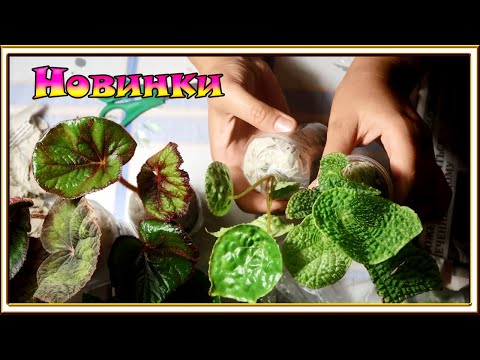 Видео: Распаковка посылки с Бегониями