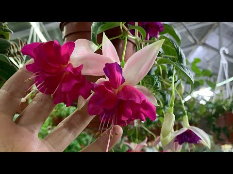 Видео: Болмо гулу | Фуксия гулу | Саратанда кыркып кам коруу | Гулдорду обрезка жасоо