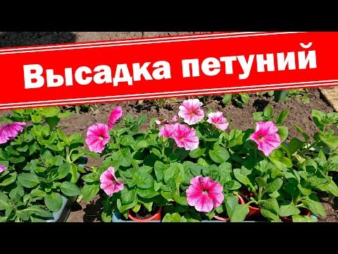 Видео: Правильная высадка петуний в открытый грунт. Планируем клумбы. Чем подкормить при высадке