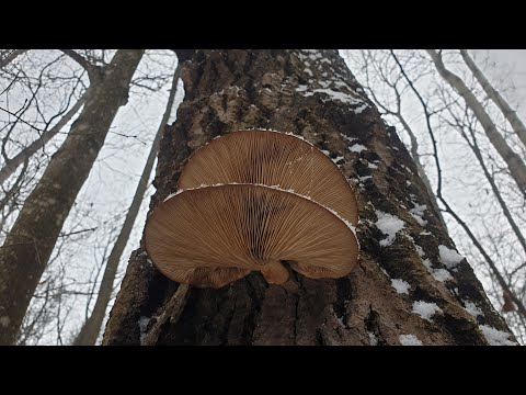 Видео: Грибов в лесу полно ! ВЕШЕНКИ , ОПЯТА И РЯДОВКИ ! Грибы 2020 !