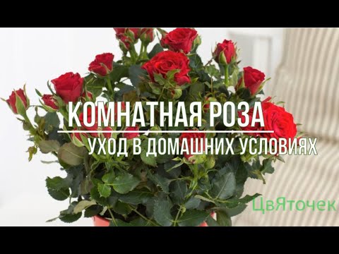 Видео: Комнатная роза уход в домашних условиях