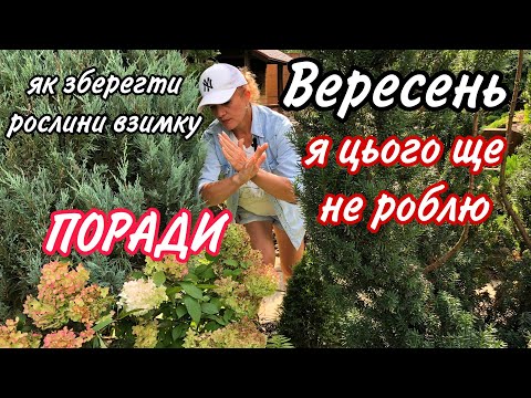 Видео: Вересень.Як зберегти рослини ВЗИМКУ в горщиках.Чому я цього не роблю з волотистими гортензіями.