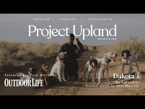 Видео: Соколиная охота с ястребом-тетеревятником и собаками-соколиными собаками — Моя соколиная охота