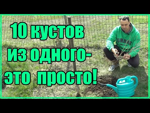 Видео: 10 КУСТОВ ИЗ ОДНОГО - САЖАЙТЕ  СМОРОДИНУ ТОЛЬКО ТАК!