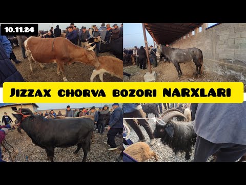 Видео: JIZZAX OSIYO MOL QO'Y BOZORI NARXLARI ЖИЗЗАХ ОСИО ЧОРВА МОЛ БОЗОРИ НАРХЛАРИ #жиззах #rek #ozod