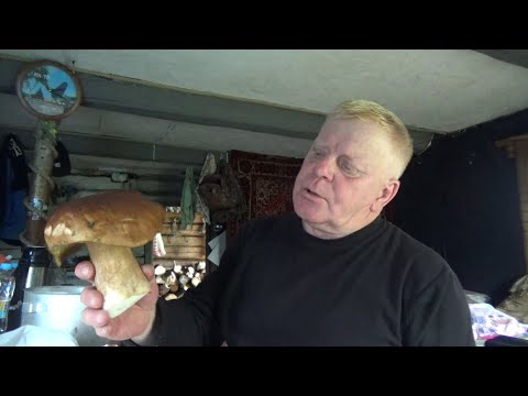 Видео: ДАРЫ СЕВЕРНОЙ ТАЙГИ, ГРИБЫ, РЫБА, ЧИСТЫЙ ОПЬЯНЯЮЩИЙ ВОЗДУХ И ОТДЫХ