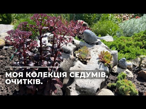 Видео: Моя колекція СЕДУМІВ, очитків.