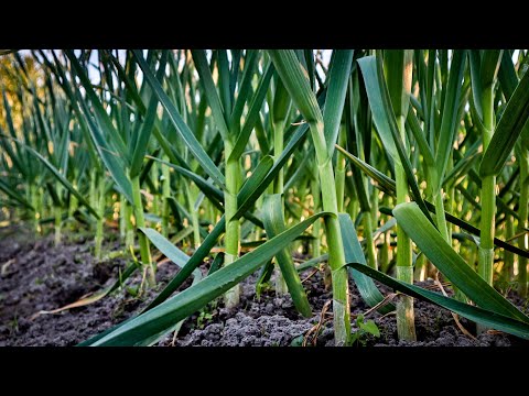 Видео: Не пропустіть цю Підкормку для Часнику-Вношу Калій для Наливання ГОЛОВКИ