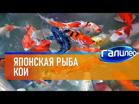 Видео: Галилео 🐟 Японская рыба кои