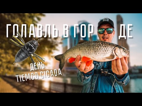 Видео: ГОЛАВЛЬ В ГОРОДЕ! ТАРАКАНИНГ в центре МОСКВЫ. День TIEMCO TINY CICADA. Стритфишинг.