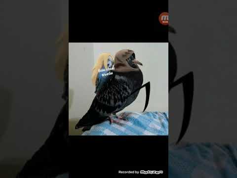 Видео: #1 озвучечка комиксов от помидорки Ангелы Кровопролития Ч.О