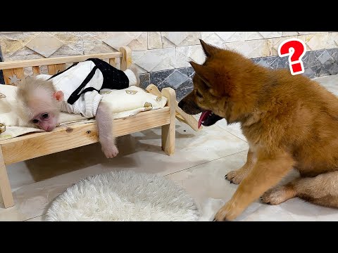 Видео: Обезьянка Зика игриво не даёт Медведю спать | Очаровательная реакция Медведя